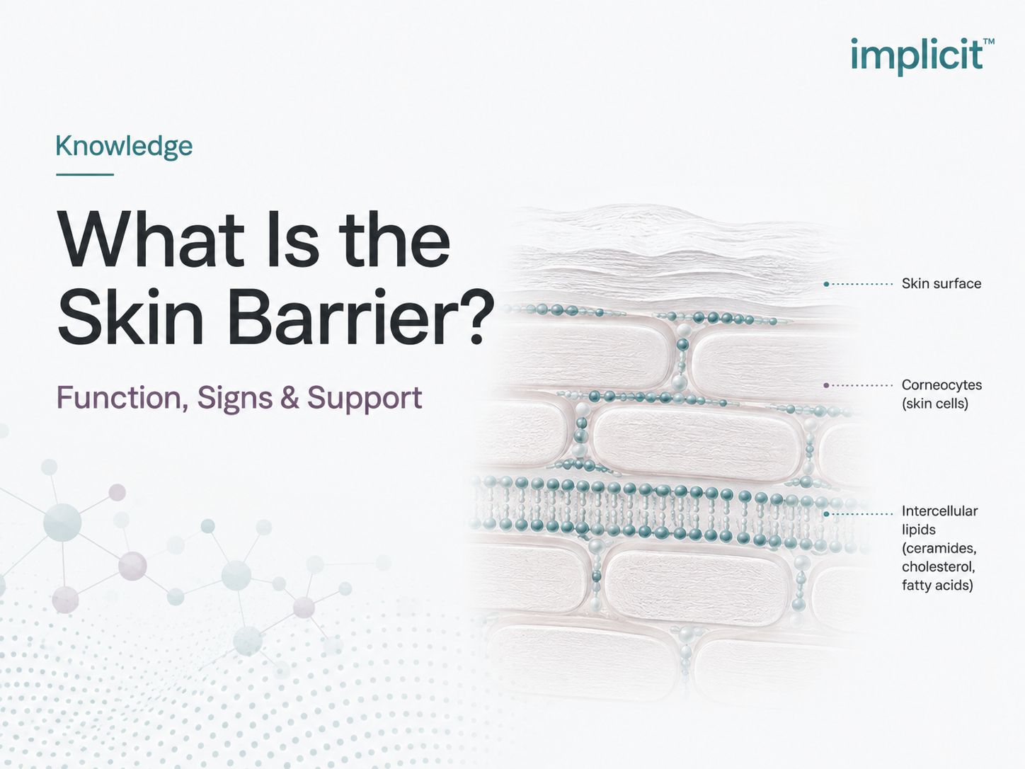 Scientific illustration of the skin barrier showing corneocytes and intercellular lipids, including ceramides, cholesterol and fatty acids.